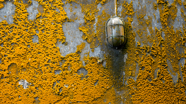 What is Orange Mold? - United Water Restoration Group